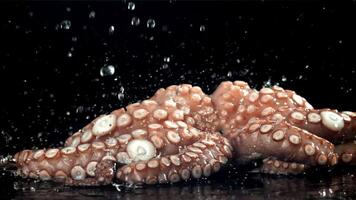 Drops of water fall on a fresh octopus. Filmed on a high-speed camera at 1000 fps. High quality FullHD footage video