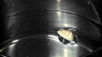 Fresh vongole fly into the pan. Filmed on a high-speed camera at 1000 fps. High quality FullHD footage video