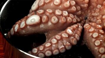 A fresh octopus falls into the water with splashes. Filmed on a high-speed camera at 1000 fps. High quality FullHD footage video