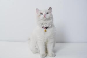estudio retrato de un sentado muñeca de trapo gato mirando adelante en contra un blanco antecedentes foto