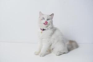 Studio portrait of a ragdoll cat licking her nose, sitting against a white background photo