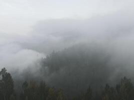 lluvioso clima en montañas. brumoso niebla soplo terminado pino árbol bosque. aéreo imágenes de abeto bosque arboles en el montaña colinas a brumoso día. Mañana niebla a hermosa otoño bosque. foto