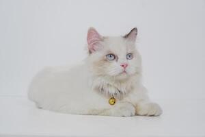 Studio portrait of a laying down ragdoll cat looking forward against a white background photo