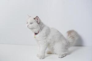 Studio portrait of a sitting ragdoll cat looking forward against a white background photo