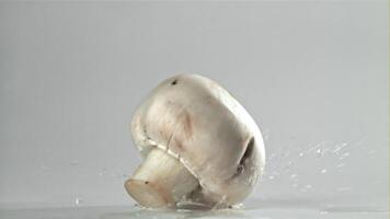 Mushrooms falling on a white background. Filmed on a high-speed camera at 1000 fps. High quality FullHD footage video