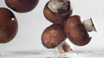 champignons vallend Aan een wit achtergrond. gefilmd Aan een hoge snelheid camera Bij 1000 fps. hoog kwaliteit full HD beeldmateriaal video