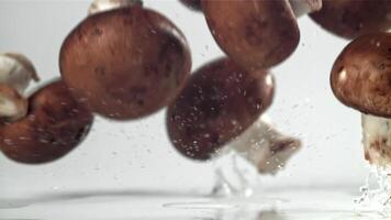 Mushrooms falling on a white background. Filmed on a high-speed camera at 1000 fps. High quality FullHD footage video