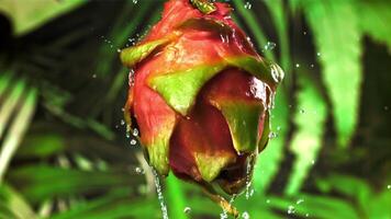 Drops of water fall on a tropical dragon fruit. Filmed on a high-speed camera at 1000 fps. High quality FullHD footage video