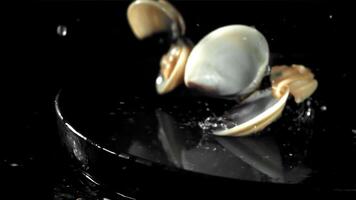 Fresh vongole falling on a black background with splashes of water. Filmed on a high-speed camera at 1000 fps. High quality FullHD footage video