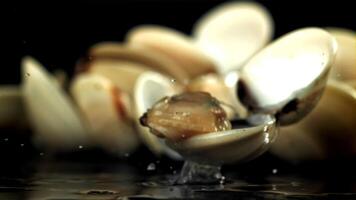 fresco vongole caduta su un' nero sfondo con spruzzi di acqua. girato su un' alta velocità telecamera a 1000 fps. alto qualità FullHD metraggio video