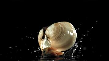 Fresh vongole falling on a black background with splashes of water. Filmed on a high-speed camera at 1000 fps. High quality FullHD footage video