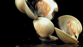 Fresh vongole falling on a black background with splashes of water. Filmed on a high-speed camera at 1000 fps. High quality FullHD footage video