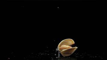 Fresh vongole falling on a black background with splashes of water. Filmed on a high-speed camera at 1000 fps. High quality FullHD footage video