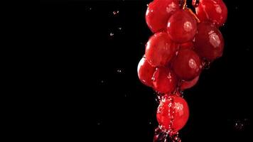 Red wine runs down a branch of a grape. Filmed on a high-speed camera at 1000 fps. High quality FullHD footage video