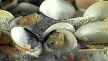 Fresh vongole is boiled in a wok. Filmed on a high-speed camera at 1000 fps. High quality FullHD footage video