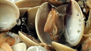 Drops of water fall on fresh vongole. Filmed on a high-speed camera at 1000 fps. High quality FullHD footage video