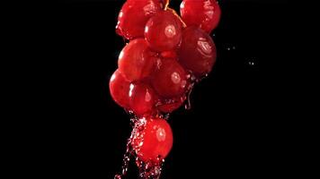 Red wine runs down a branch of a grape. Filmed on a high-speed camera at 1000 fps. High quality FullHD footage video