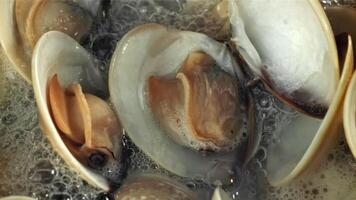 Fresh vongole is boiled in a wok. Filmed on a high-speed camera at 1000 fps. High quality FullHD footage video