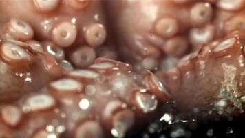 A fresh octopus falls on the table. On a black background. Filmed on a high-speed camera at 1000 fps. High quality FullHD footage video