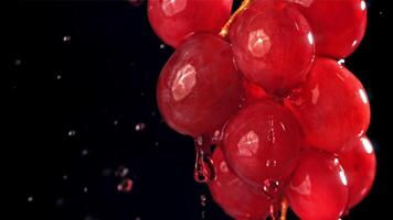 Red wine runs down a branch of a grape. Filmed on a high-speed camera at 1000 fps. High quality FullHD footage video