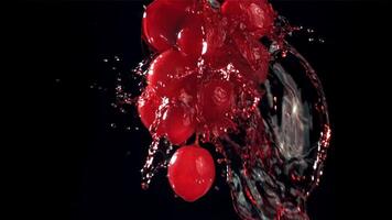 Red wine runs down a branch of a grape. Filmed on a high-speed camera at 1000 fps. High quality FullHD footage video