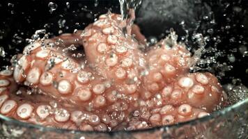 druppels van water vallen Aan een vers Octopus. gefilmd Aan een hoge snelheid camera Bij 1000 fps. hoog kwaliteit full HD beeldmateriaal video