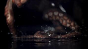 A fresh octopus falls on the table. On a black background. Filmed on a high-speed camera at 1000 fps. High quality FullHD footage video