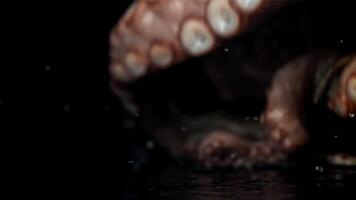 A fresh octopus falls on the table. On a black background. Filmed on a high-speed camera at 1000 fps. High quality FullHD footage video