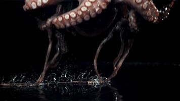 A fresh octopus falls on the table. On a black background. Filmed on a high-speed camera at 1000 fps. High quality FullHD footage video