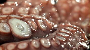 Drops of water fall on a fresh octopus. Filmed on a high-speed camera at 1000 fps. High quality FullHD footage video