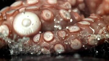 A fresh octopus falls on the table. On a black background. Filmed on a high-speed camera at 1000 fps. High quality FullHD footage video