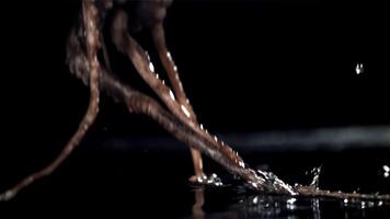 A fresh octopus falls on the table. On a black background. Filmed on a high-speed camera at 1000 fps. High quality FullHD footage video