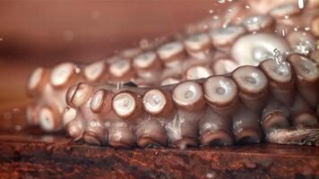 druppels van water vallen Aan een vers Octopus. gefilmd Aan een hoge snelheid camera Bij 1000 fps. hoog kwaliteit full HD beeldmateriaal video