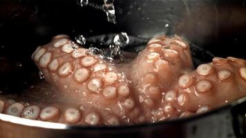 Drops of water fall on a fresh octopus. Filmed on a high-speed camera at 1000 fps. High quality FullHD footage video