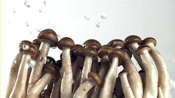 gouttes de l'eau tomber sur Frais champignons. filmé sur une haute vitesse caméra à 1000 ips. haute qualité Full HD métrage video