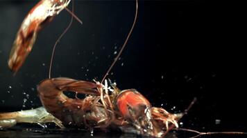 The shrimps fall into a wet plate. Filmed on a high-speed camera at 1000 fps. High quality FullHD footage video