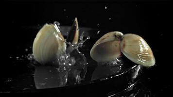 Fresh vongole falling on a black background with splashes of water. Filmed on a high-speed camera at 1000 fps. High quality FullHD footage video