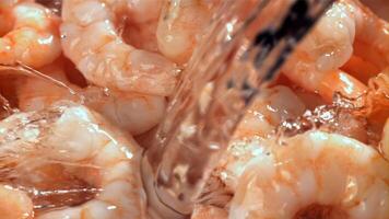 Water is poured on fresh shrimp with splashes. Filmed on a high-speed camera at 1000 fps. High quality FullHD footage video