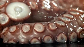 Drops of water fall on a fresh octopus. Filmed on a high-speed camera at 1000 fps. High quality FullHD footage video