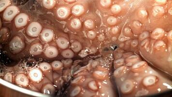 Drops of water fall on a fresh octopus. Filmed on a high-speed camera at 1000 fps. High quality FullHD footage video