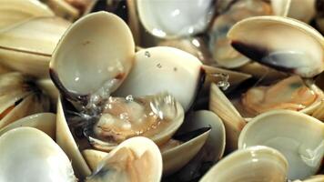 Drops of water fall on fresh vongole. Filmed on a high-speed camera at 1000 fps. High quality FullHD footage video