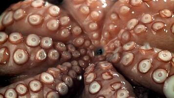 Drops of water fall on a fresh octopus. Filmed on a high-speed camera at 1000 fps. High quality FullHD footage video