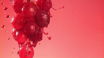 rouge du vin court vers le bas une branche de une raisin. filmé sur une haute vitesse caméra à 1000 ips. haute qualité Full HD métrage video