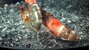 Shrimp splashes fall into the water. Filmed on a high-speed camera at 1000 fps. High quality FullHD footage video