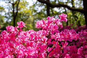 Vibrant pink azalea flowers in full bloom with a blurred greenery background in a spring garden setting. photo