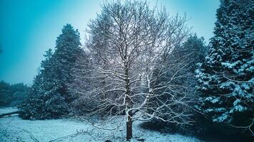 Winter landscape with snow-covered trees and a tranquil atmosphere n Harrogate, North Yorkshire. photo