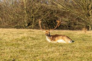 Majestic fallow deer with impressive antlers resting in a sunlit field with trees in the background. photo