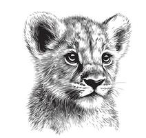 Lion cub hand drawn sketch in doodle style illustration vector