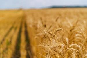 Golden ripe field of wheat. Summer agricultural landscapes. Harvesting cereal. photo