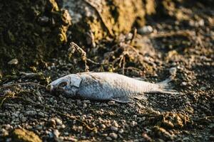 muerto pescado en el playa. mar contaminación concepto. foto